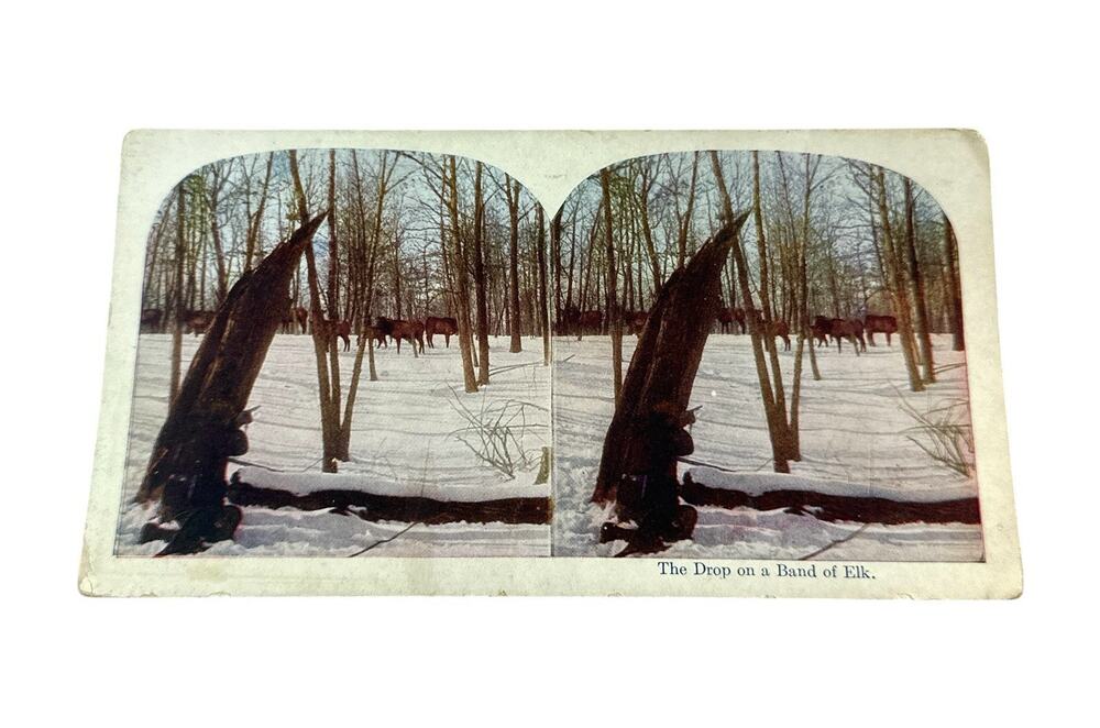 Vintage Stereoview The Drop on a Band of Elk Winter Snow Wildlife 6.5x3.5